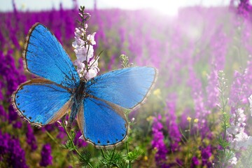 Wall Mural - Beautiful butterfly on fresh spring flowers