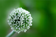 White flower of chives isolated on green background