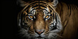Close up macro shot of tiger eyes. Generative Ai