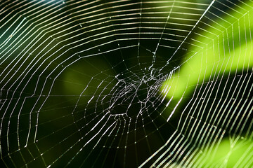 Beautiful cobweb close-up. Big web in the forest.