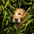 Golden retriever hiding in a bush