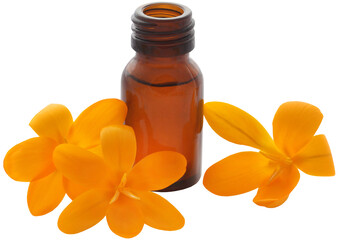 Wall Mural - Yellow Crocus or Saffron with essential oil