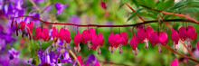 Red Bleeding Heart Flowers Lined Up In A Panoramic Horizontal Row