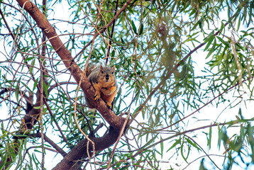 squirrel, tree, park