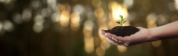 hand of a gardener with a small plant - care concept