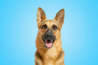 Cute surprised German Shepherd dog with big eyes and open mouth on light blue background