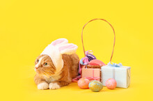Cute cat with bunny ears, Easter eggs and gifts on yellow background