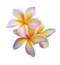 Plumeria Or Frangipani Or Temple Tree Flower. Close Up Pink-yellow Frangipani Flowers Bouquet Isolated On Transparent Background.