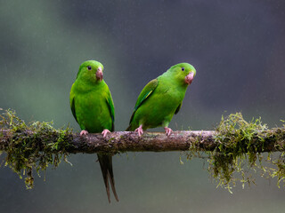 Two Plain Parakeets portrait on  mossy stick on rainy day against dark background