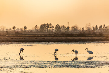 Canvas Print - White cranes fly in the sky at sunset