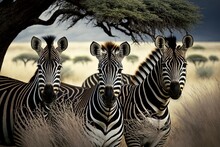 Pictured Here Are Three Zebras In The Serengeti National Park In Tanzania's Grumeti Game Reserve. Generative AI