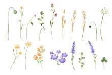 Hand Drawn Flower Lavender. Watercolor Wildflowers Sketch Isolated On White Background