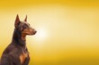 © BillionPhotos.com - Cute young smart dog pet