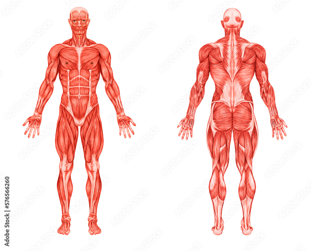 Anatomy male muscular system posterior stock illustration adobe stock