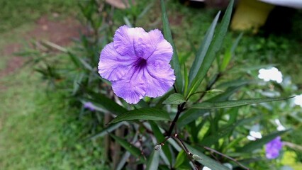 Wall Mural - A footage of Ruellia simplex in the garden natural beautiful violet color flower for home plant or street side plant.
