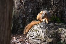 Fox Squirrel Grooming Itself