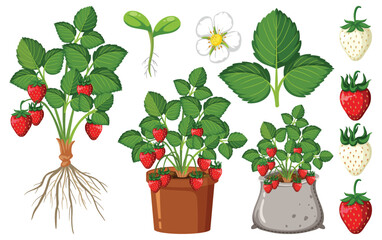 Canvas Print - Set of strawberry plant parts