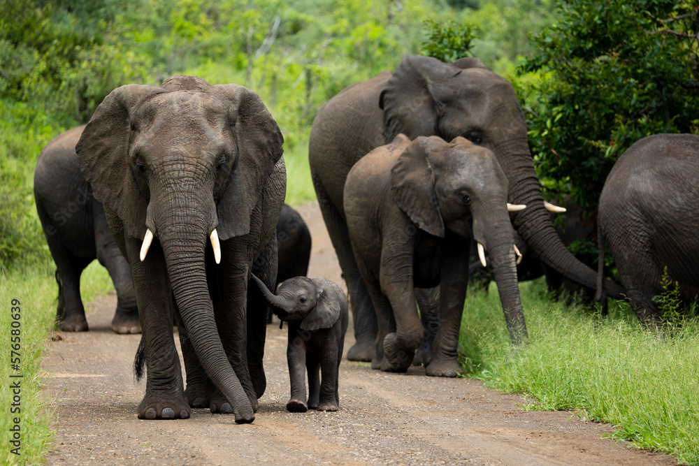 a breeding herd of African elephants with a tiny calf