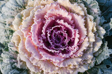 Colorful Blooming Ornamental Cabbage Flower (cauliflower) With Frost