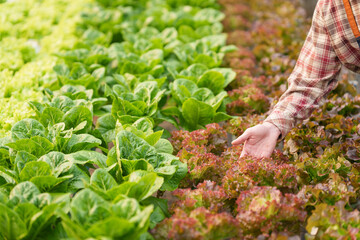 Businessperson or farmer checking hydroponic soilless vegetable in nursery farm. Business and organic hydroponic vegetable concept