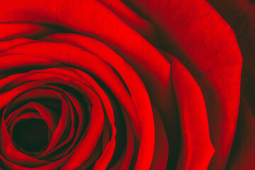Wall Mural - textured background red rose petals close-up, shallow depth of field