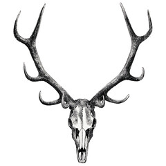 drawing deer head skull skeleton bone isolated