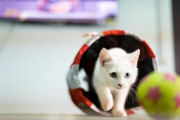 Wall Mural - A cute kitten with big eyes is having fun with a toy.