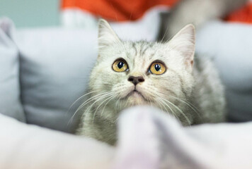 Wall Mural - A cute kitten with big eyes is having fun with a toy.