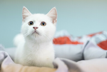 Wall Mural - Cute white kitten, white background. Selective focus.