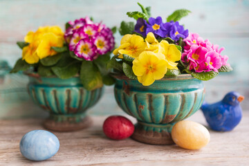 Wall Mural - Easter still life with colorful primula flowers