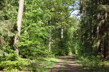 Wall Mural - Waldweg