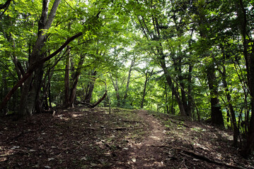 footpath in the forest