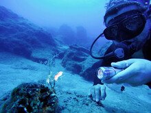 Scuba Diver Examining Sea Creature With Flashlight, Akdeniz, Mersin Province, Turkey
