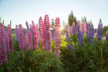 Close-up Of Lupins In Full Blossom Along The Shores Of Lake Pukaki, New Zealand