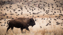American Bison Surrounded By European Starlings On Antelpoe Island State Park, Utah