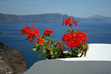 Sticker - Blumen auf Santorin