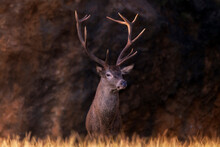 Deer Portrait In Natural Park Of Spain.
