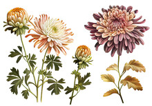 Chrysanthemum, Mums Flower Botanical Illustration, Dahlia, Chrysanths Painting, Generative AI Illustration