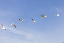 Seagulls Flying Against The Blue Sky