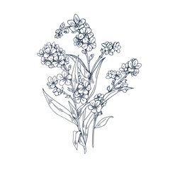 Wall Mural - Forget-me-nots, Myosotis flower, contoured vintage botanical drawing. Outlined engraved floral plant in retro detailed style. Scorpion grasses. Drawn vector illustration isolated on white background
