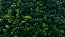 Aerial View Of Green Tree Tops
