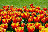 Fototapeta Tulipany - kwitnące tulipany, czerwono-żółte tulipany, tulipa, 	