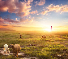 Flock Of Sheep On Cross And Sunset Background
