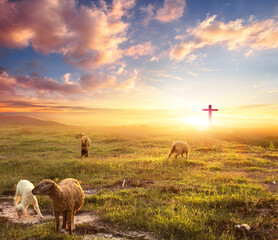 Poster - Flock of sheep on cross and sunset background