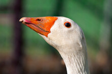 Goose Head With Orange Beak On Blurred Background