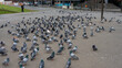 Ansammlung von Tauben am Potsdamer Platz, Berlin, Deutschland