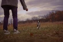 The Legs And Arm Of The Girl Calling The Dog. The Dog Runs Across The Field To The Owner.