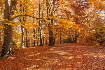 Wall Mural - Autumn beech forest with sun rays among yellow leaves. Golden bright mystical mysterious landscape with fabulous trees. A journey through the forest. Beauty of nature. Natural background for design