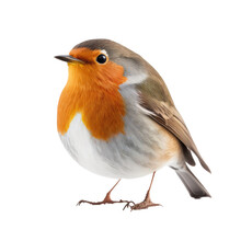 Robin Isolated On Transparent Background , Ai Generated