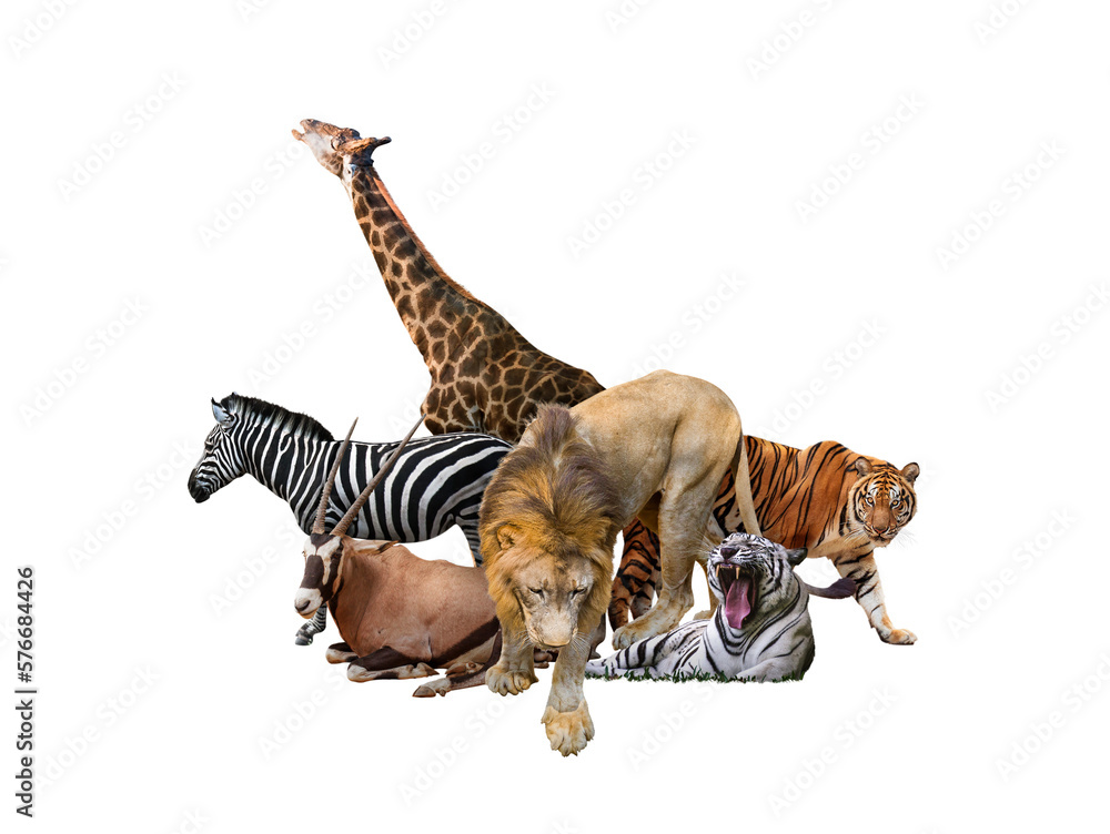 Wild Zoo Animals on transparent background. png file. Composite of a large group of wildlife zoo animals together over a white horizontal web banner or social media cover.